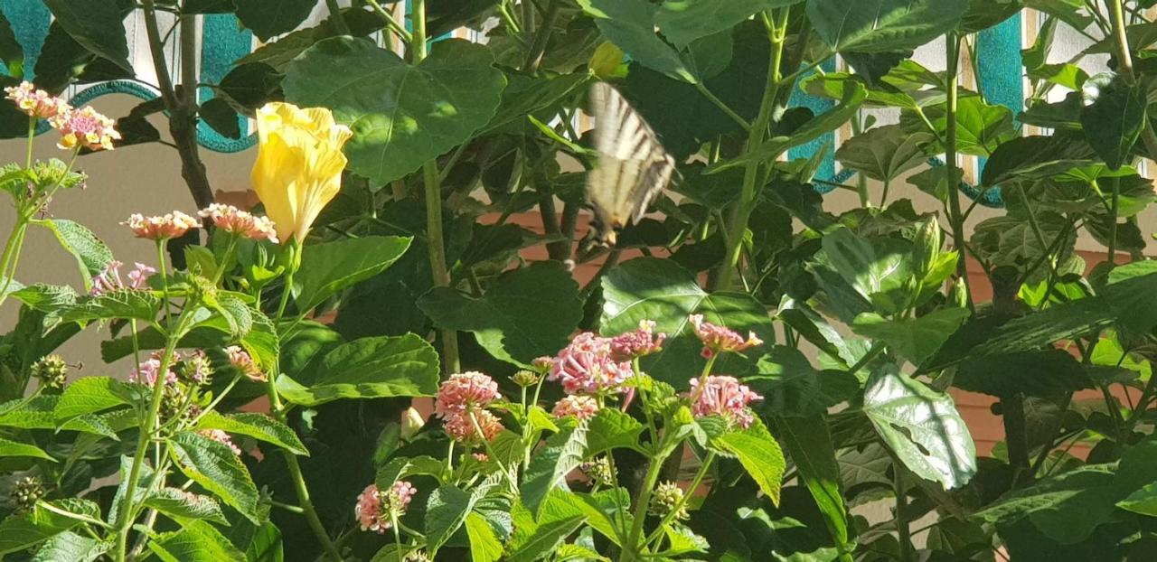 Appartamento Con Giardino Sul Mare Gallipoli Dış mekan fotoğraf